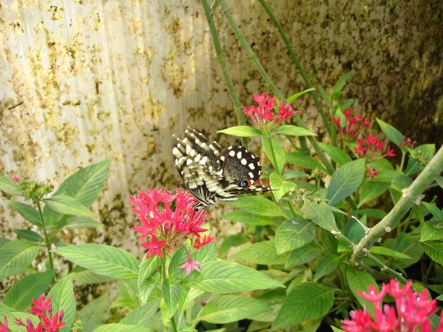 DSC00563.jpg