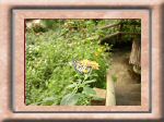 DSC00525.jpg