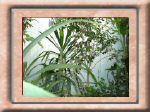 DSC00529.jpg