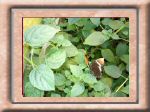 DSC00530.jpg