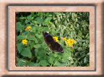 DSC00537.jpg