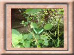 DSC00539.jpg