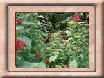 DSC00545.jpg
