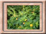 DSC00546.jpg