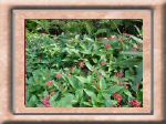 DSC00547.jpg