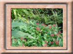 DSC00548.jpg