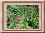 DSC00549.jpg