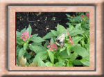 DSC00552.jpg