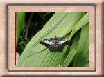 DSC00553.jpg