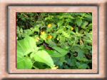 DSC00559.jpg
