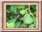 DSC00560.jpg