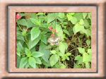 DSC00561.jpg
