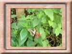 DSC00562.jpg