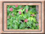 DSC00567.jpg