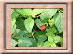 DSC00568.jpg