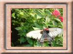 DSC00571.jpg